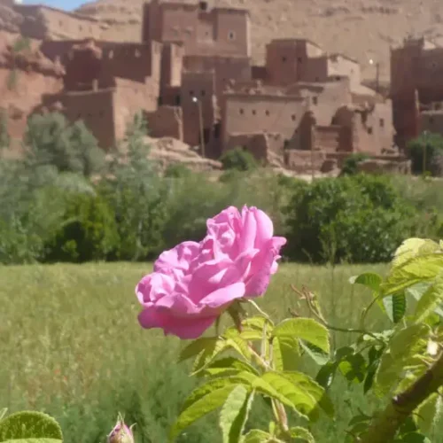 Rose im Tal der Rosen