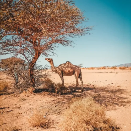 Camel in the desert, Moroccan desert, acacia trees