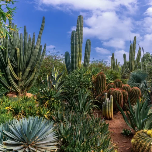 Kakteen in den Anima Gärten, Marrakesch